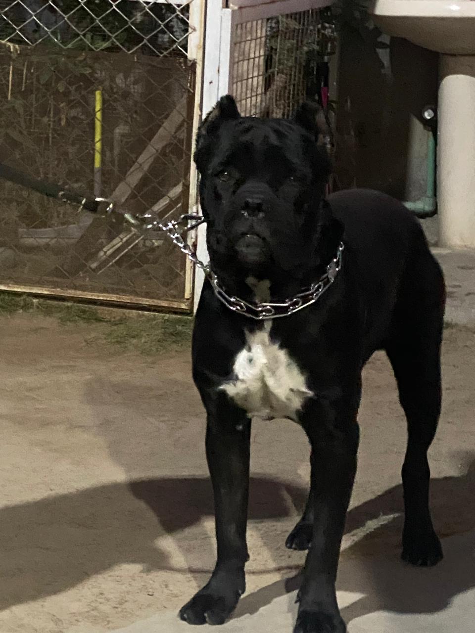 Tyson